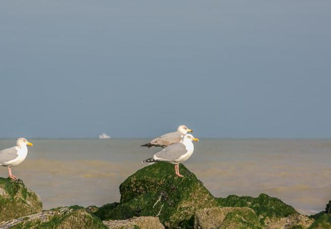 foto vogelgriep