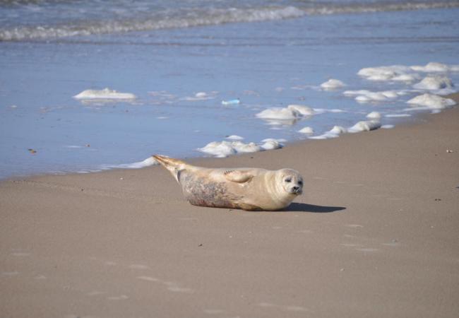 Zeehond op het strand van Middelkerke