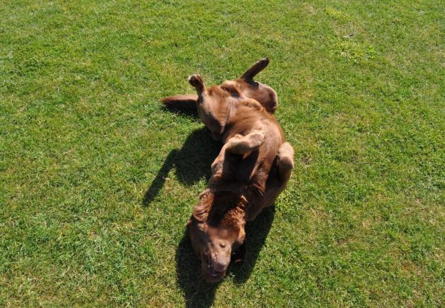 Erkenningsplicht voor betalende opvang honden en/of katten