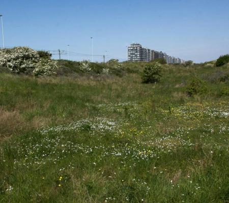 Orchideeënwandeling in de Warandeduinen © Geert Jonckheere