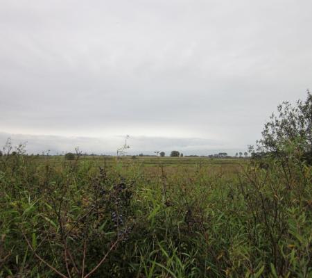 Puidenbroeken