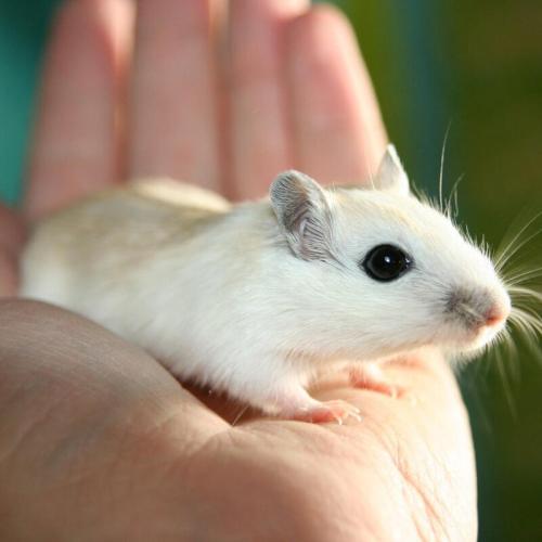 Ratten/muizen