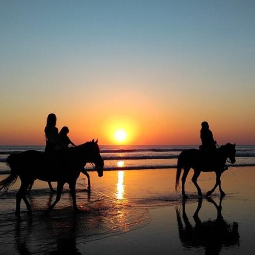 Paarden